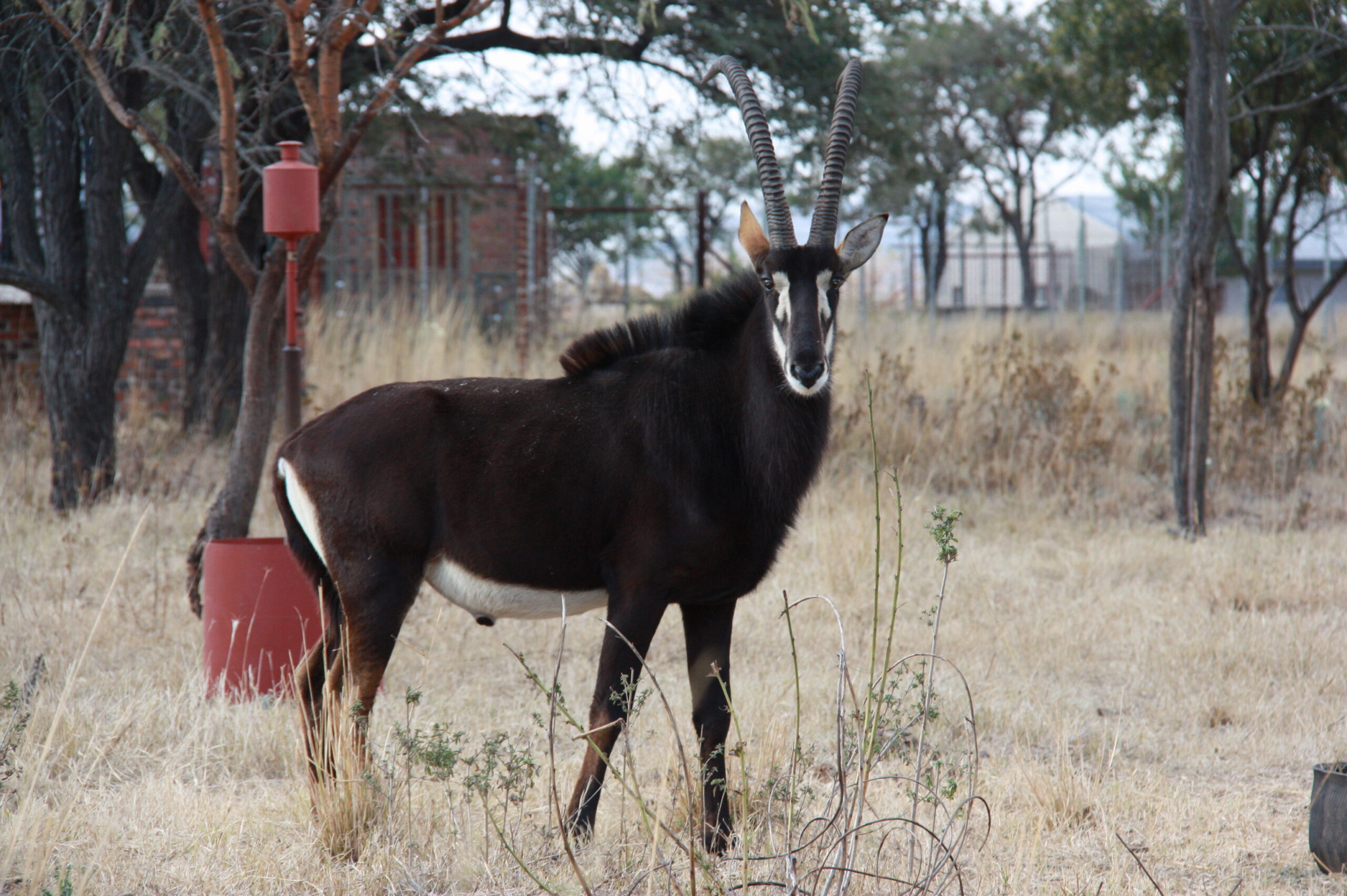 Sable Antelope
